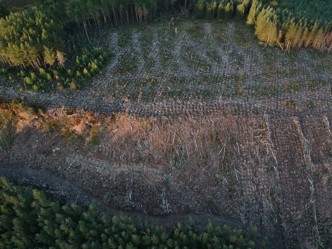 An aerial view of a forest clear-cut down to bare ground — human-driven habitat destruction.