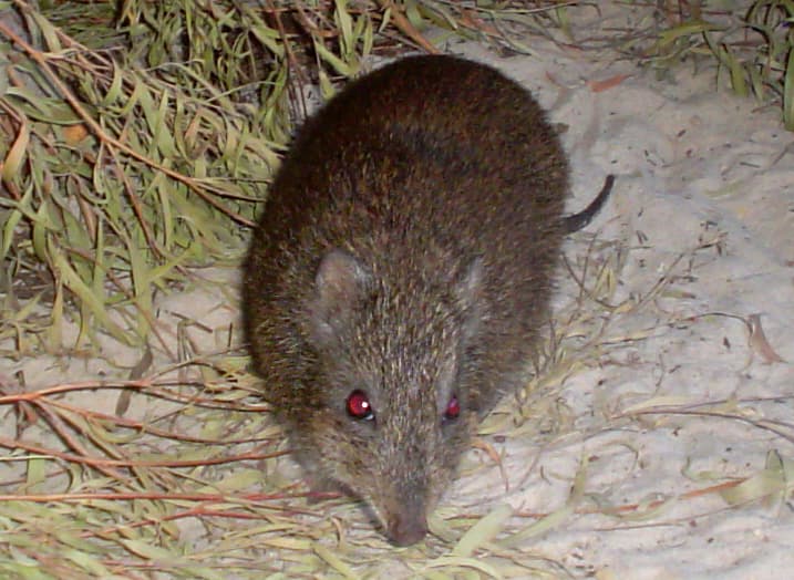 Photograph: Gilbert's Potoroo (Potorous gilbertii)