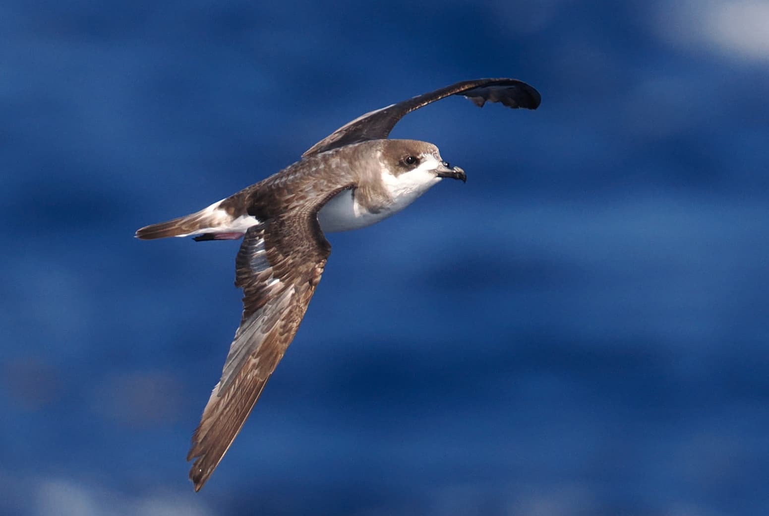 Photograph: Bermuda Petrel (Cahow) (Pterodroma cahow)
