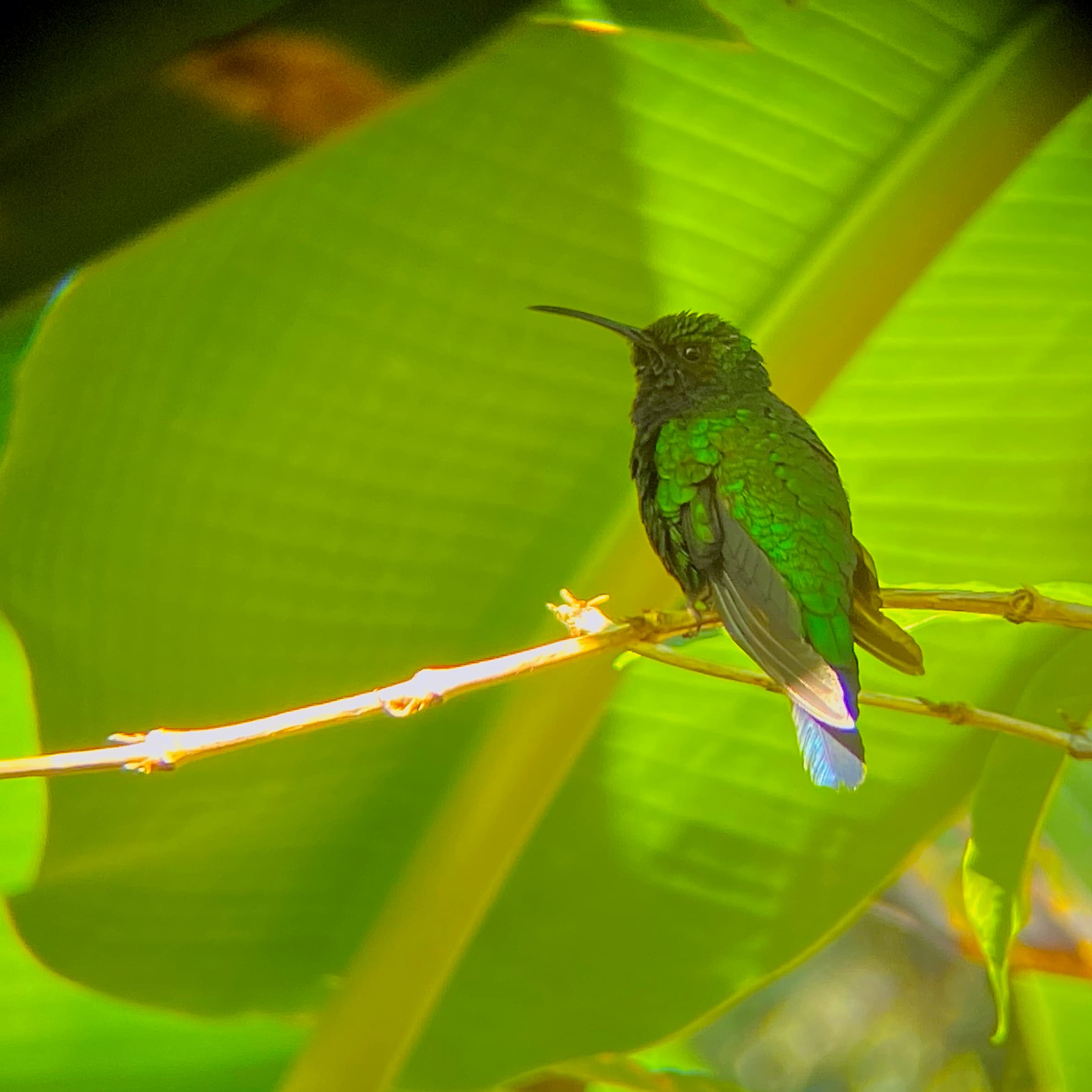 Photograph: Santa Marta Sabrewing (Campylopterus phainopeplus)