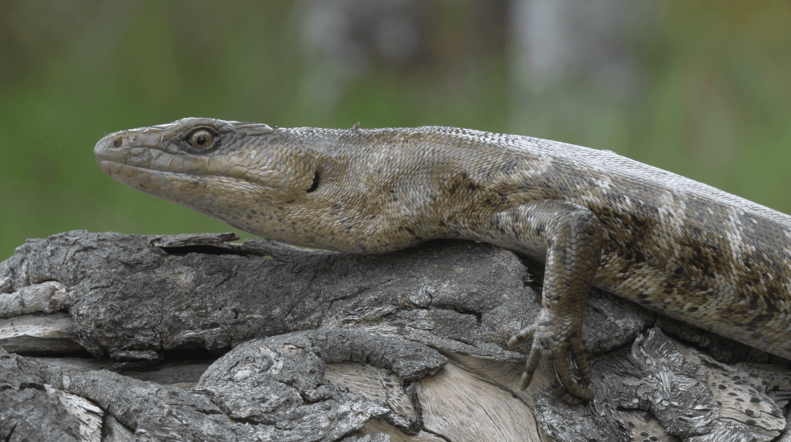 Photograph: Bocourt's Terror Skink (Phoboscincus bocourti)