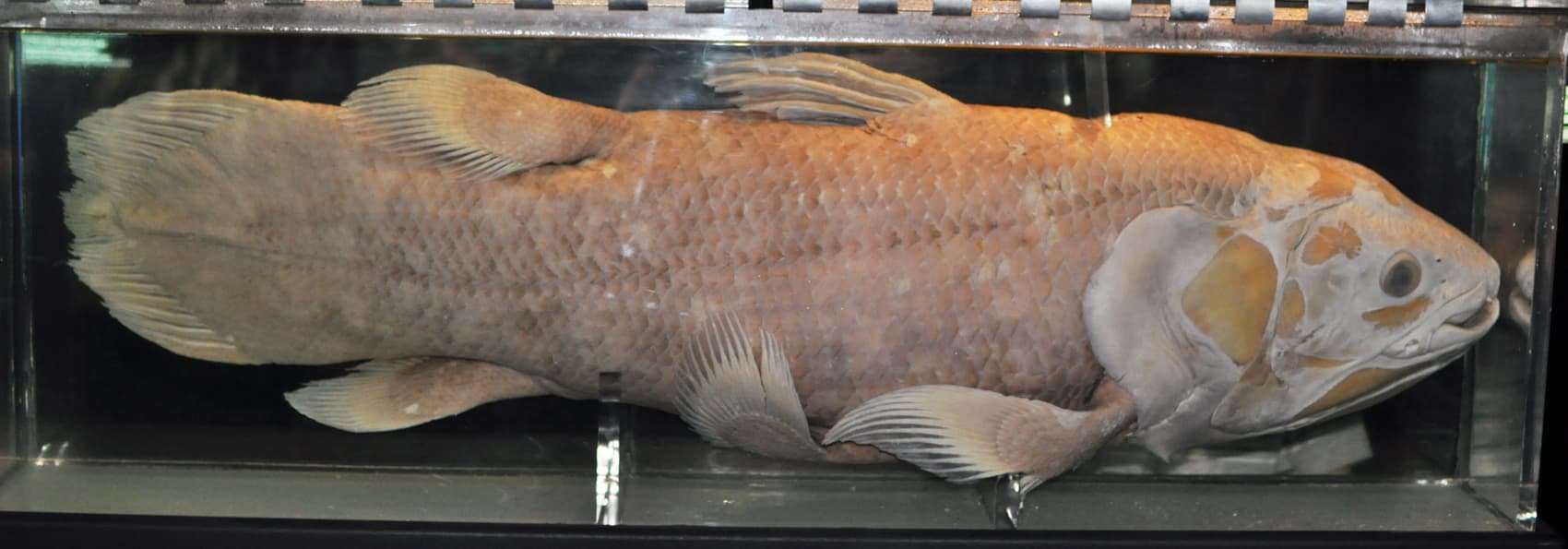 Illustration: Coelacanth (Latimeria chalumnae)
