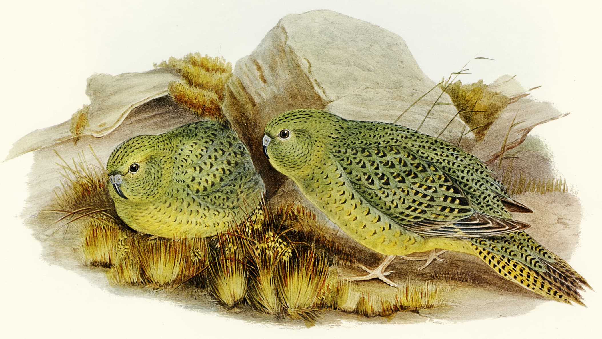 Historical illustration: Night Parrot (Pezoporus occidentalis)