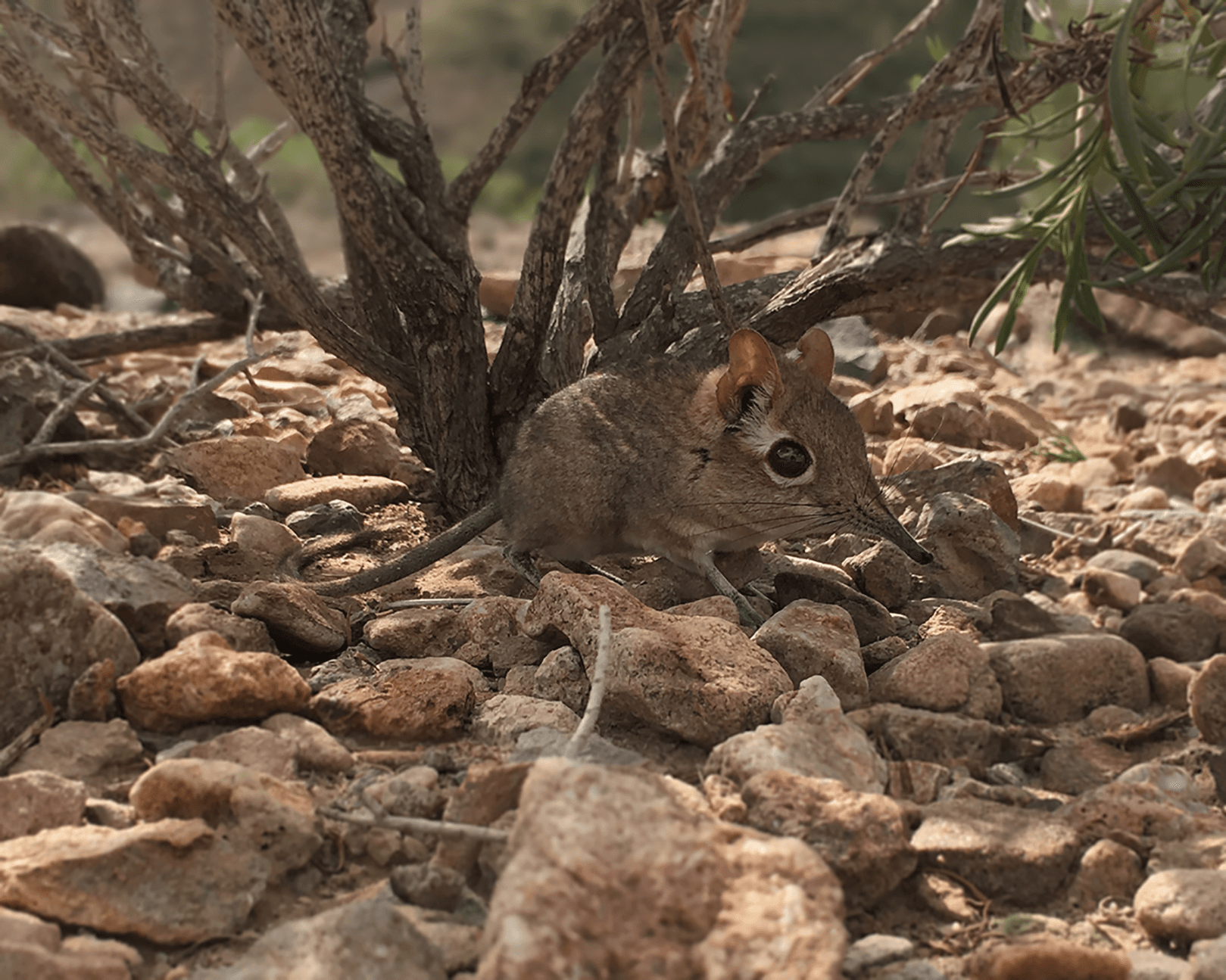 Photograph: Somali Sengi (Galegeeska revoilii)