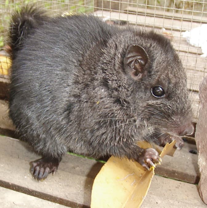 Photograph: Laotian Rock Rat (Laonastes aenigmamus)