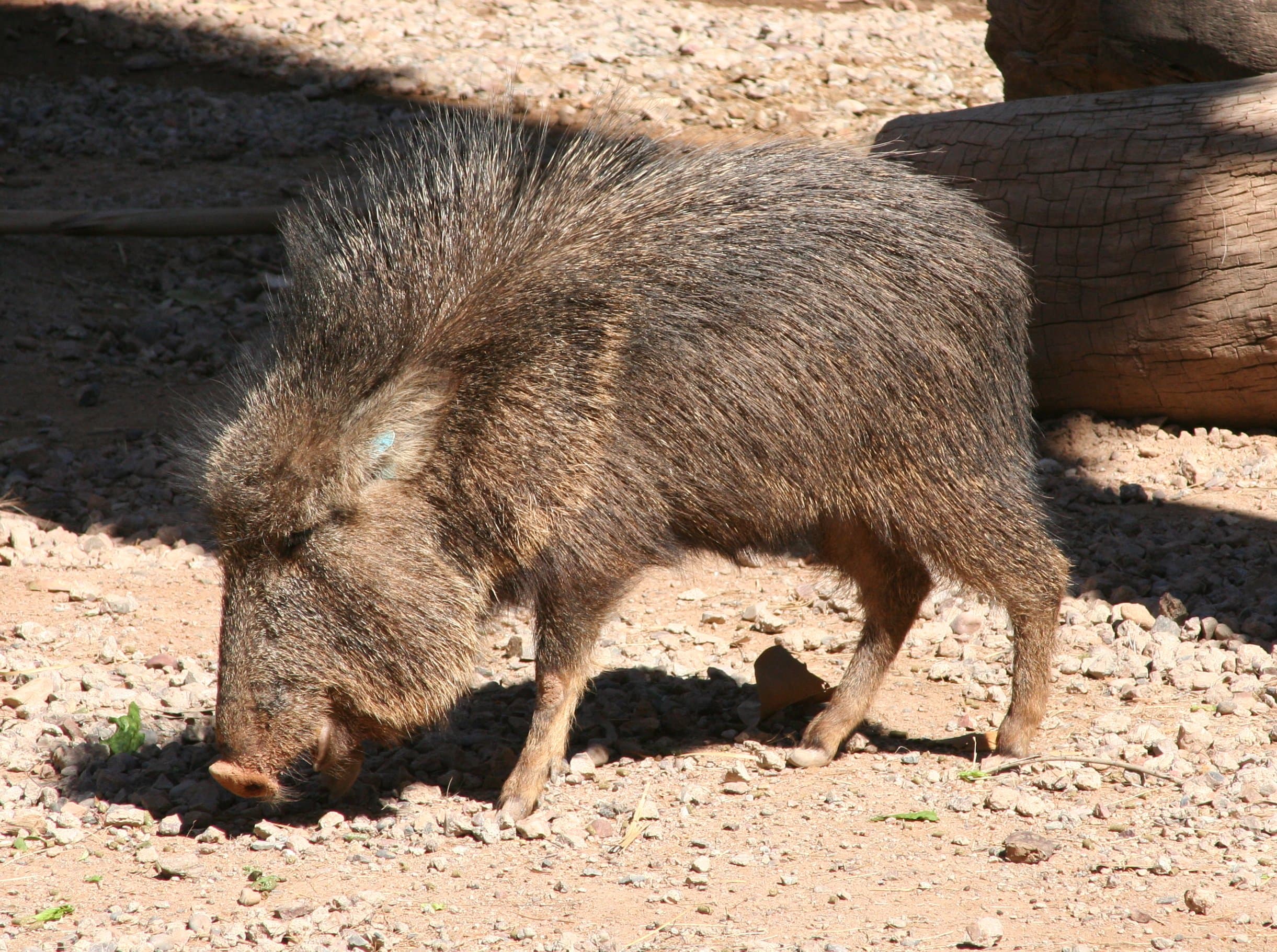 Photograph: Chacoan Peccary (Catagonus wagneri)