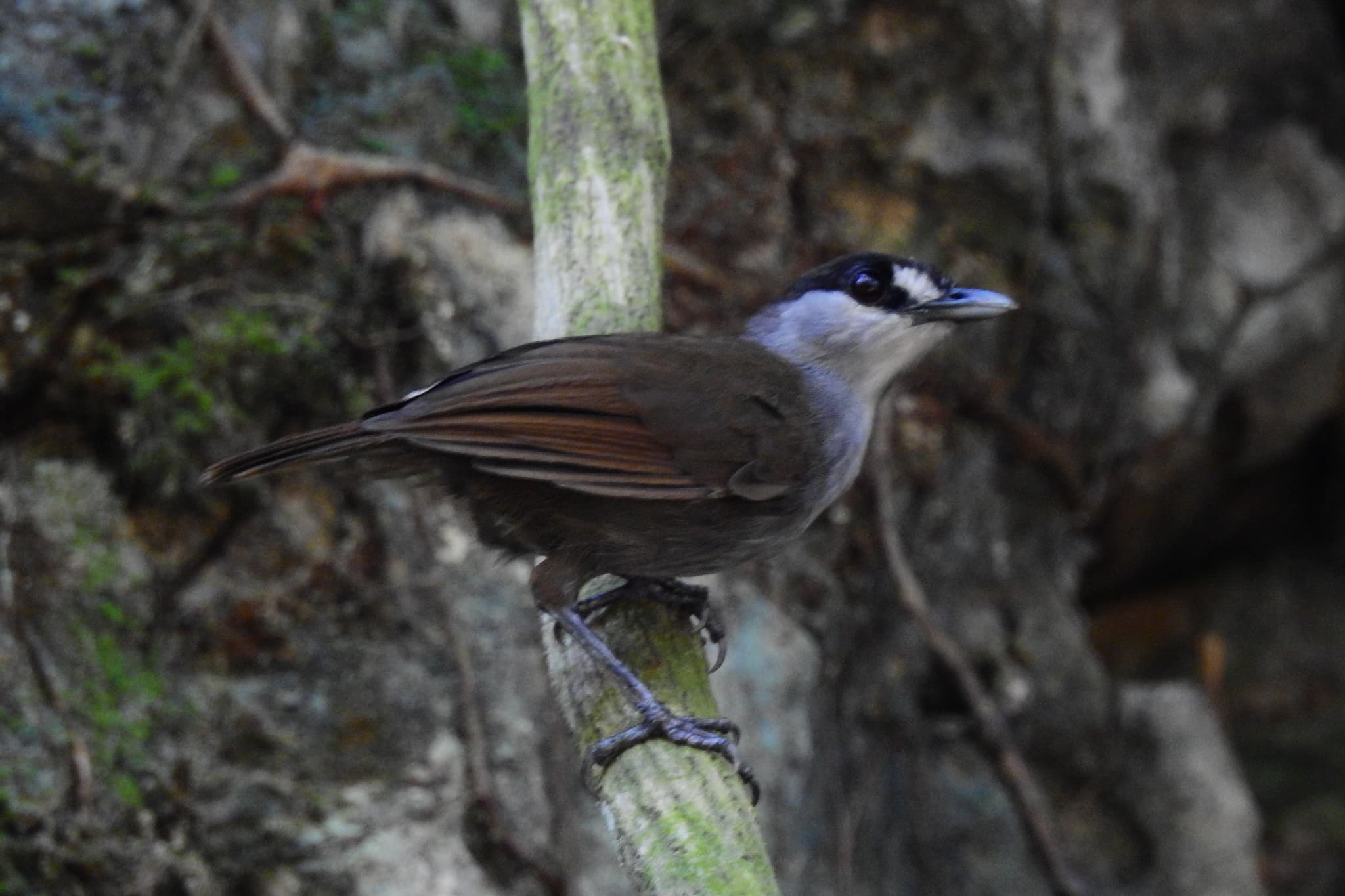 A black-browed babbler on a branch in Bornean forest, its dark eye-stripe and rust-brown back clearly visible.