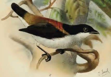 Historical illustration: Cebu Flowerpecker (Dicaeum quadricolor)