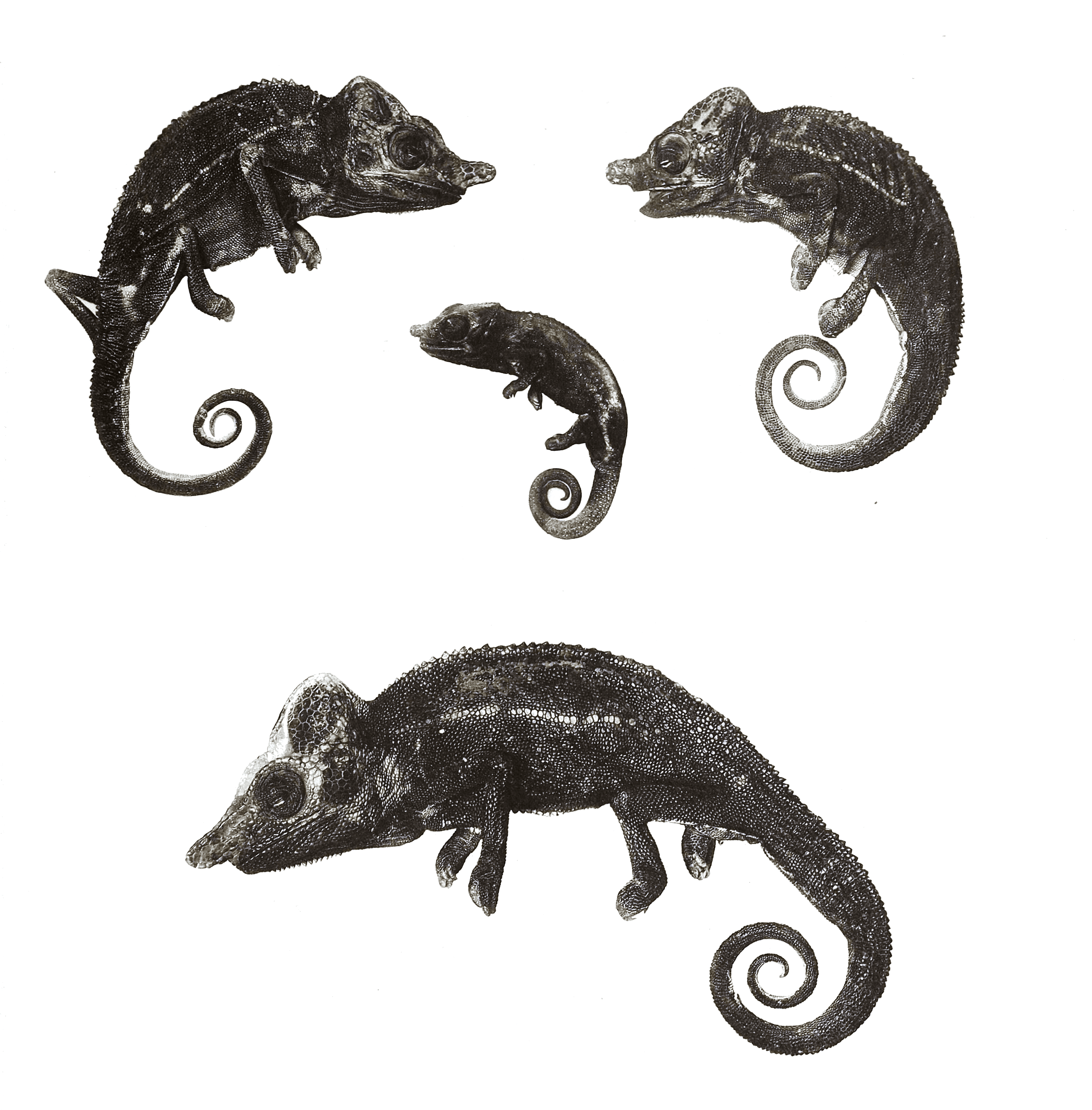 Historical illustration: Voeltzkow's Chameleon (Furcifer voeltzkowi)