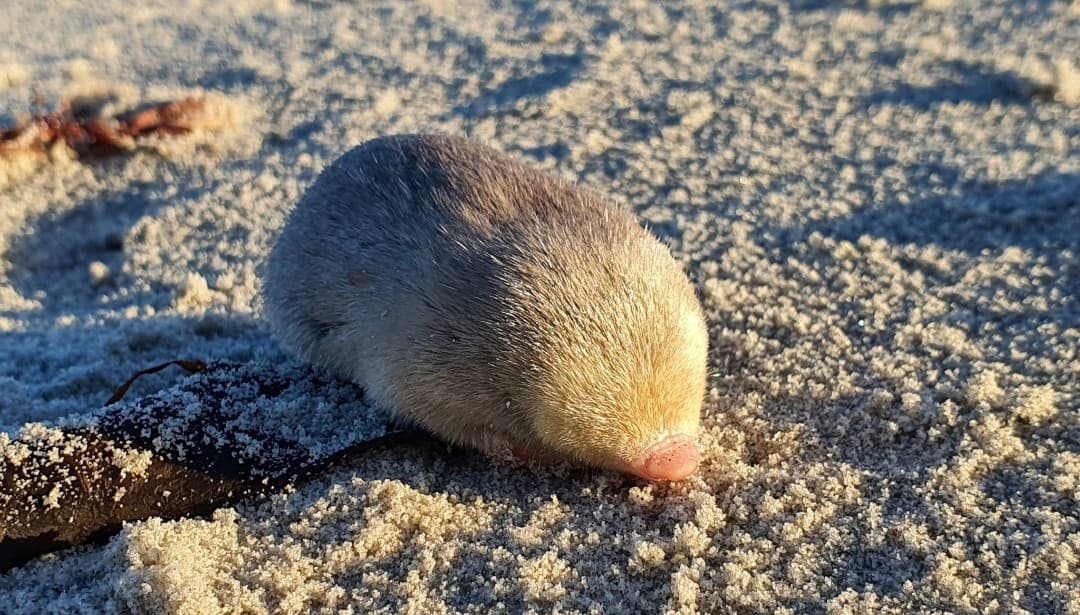 Photograph: De Winton's Golden Mole (Cryptochloris wintoni)
