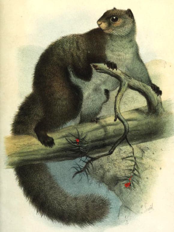 Historical illustration: Western Woolly Flying Squirrel (Eupetaurus cinereus)