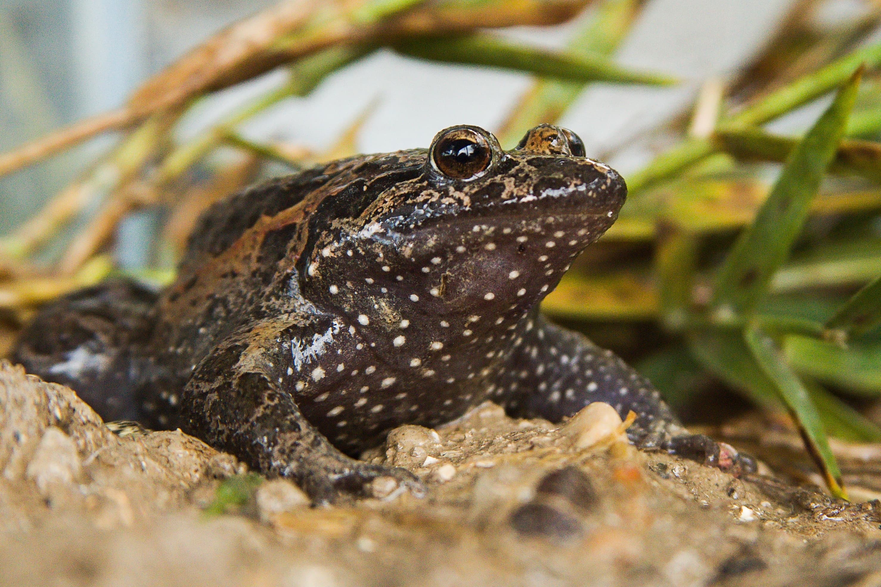 Photograph: Hula Painted Frog (Latonia nigriventer)