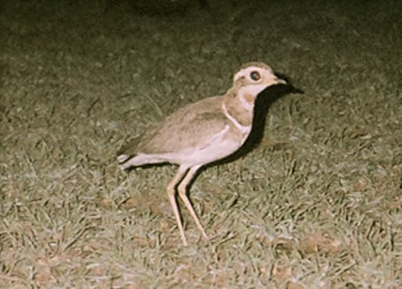 Photograph: Jerdon's Courser (Rhinoptilus bitorquatus)