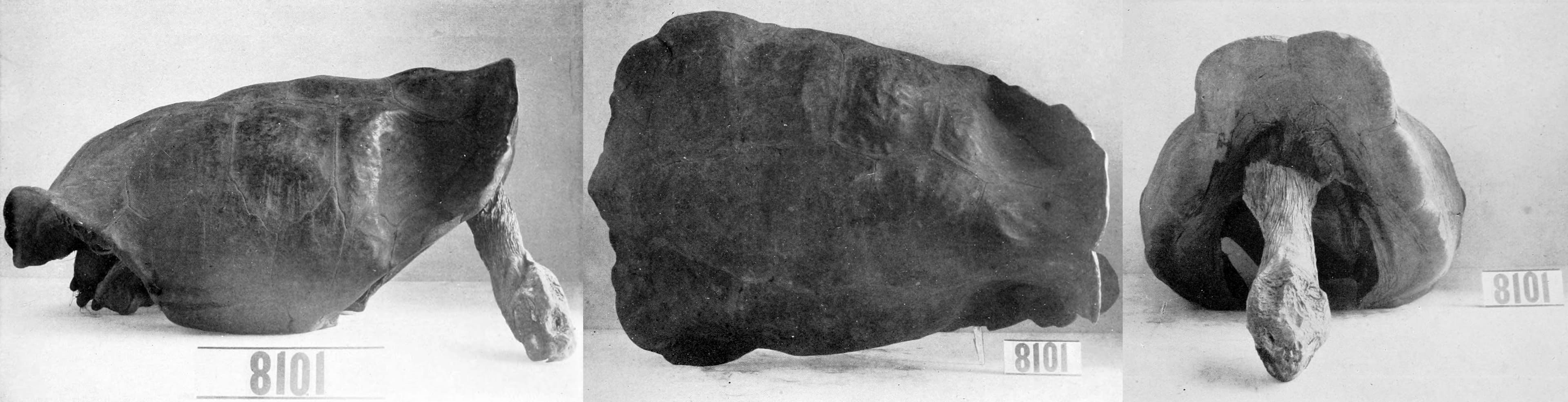 Historical illustration: Fernandina Giant Tortoise (Chelonoidis phantasticus)