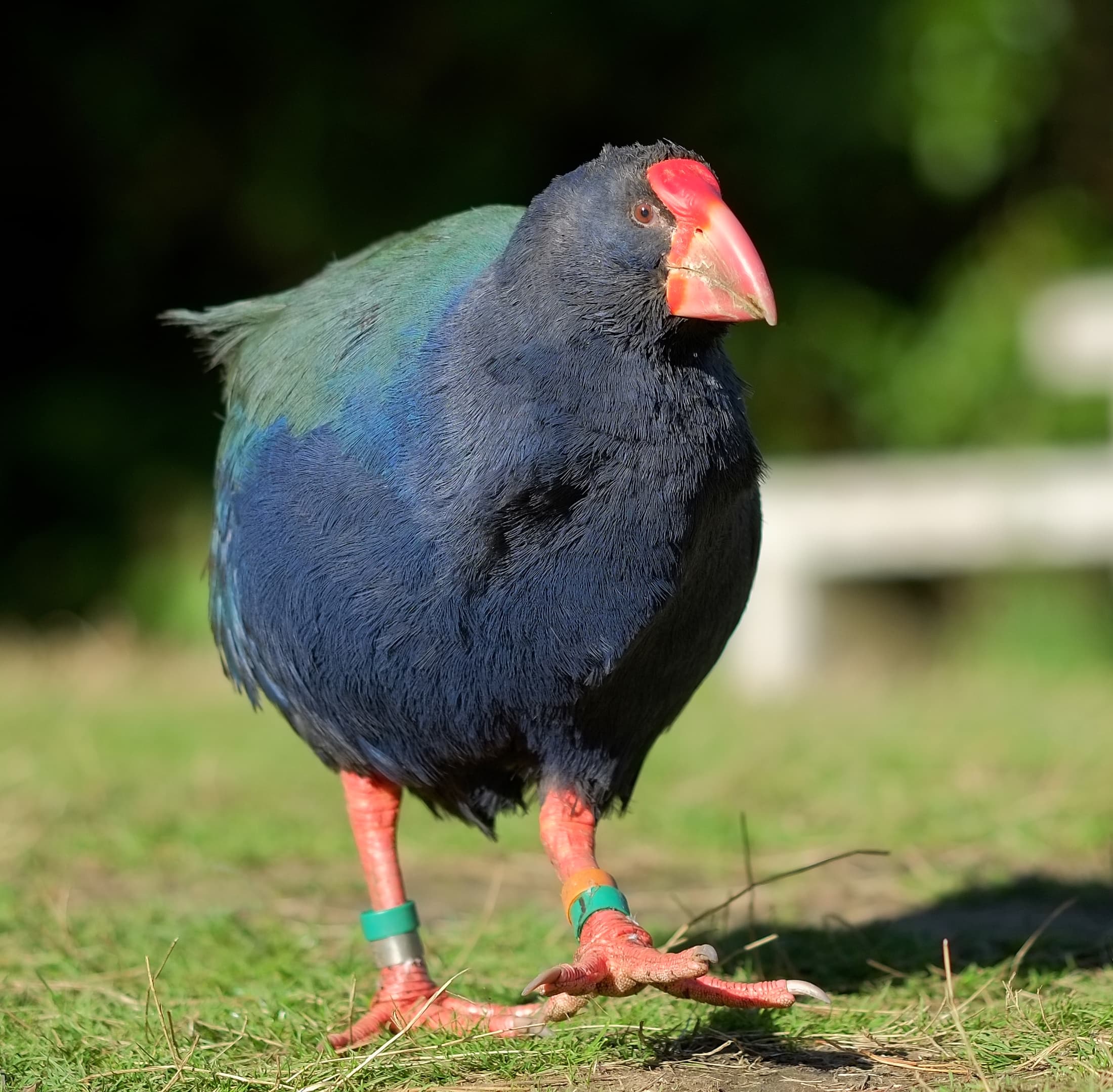 Photograph: Takahē (Porphyrio hochstetteri)