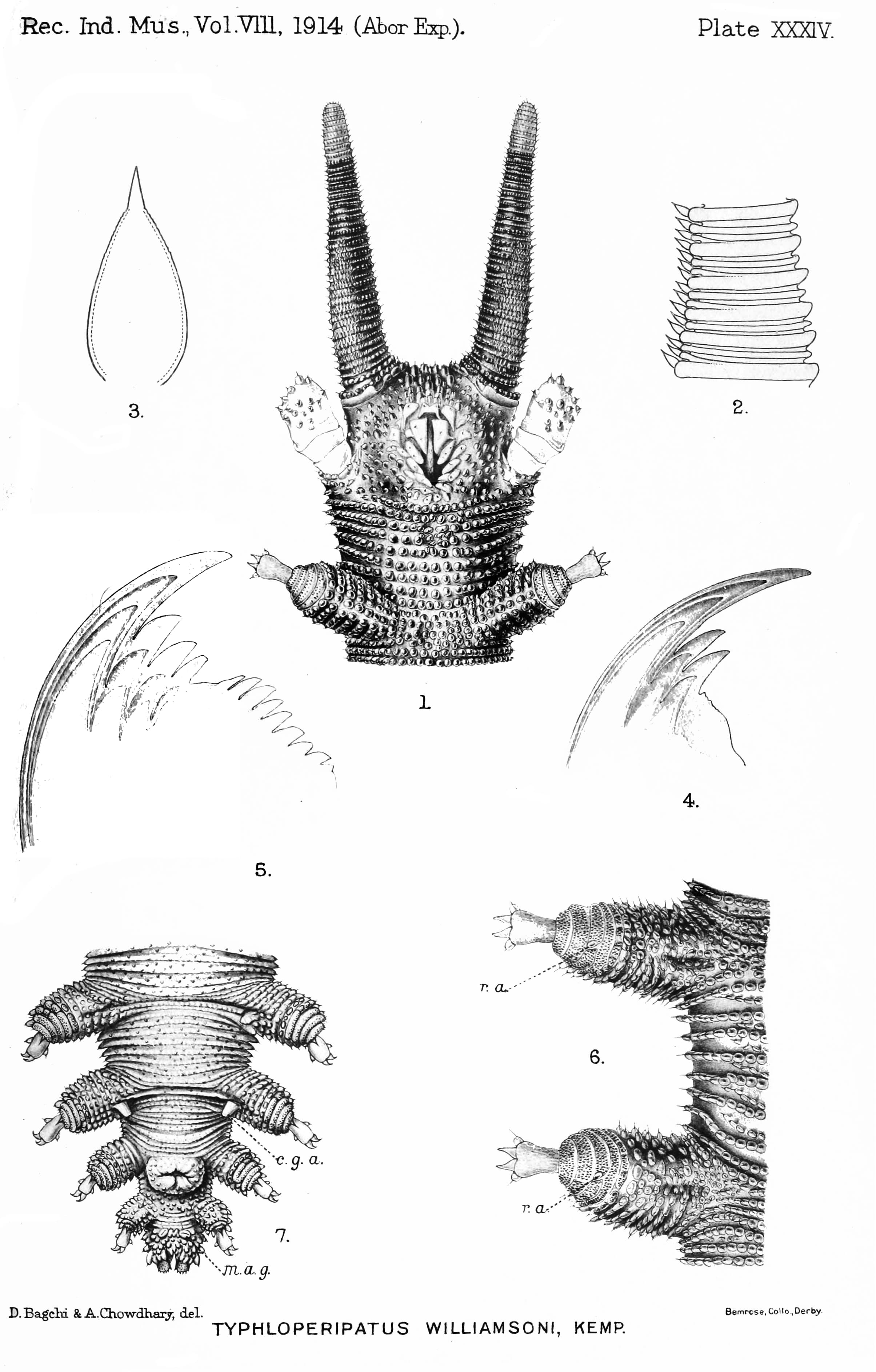 Historical illustration: Williamson's Velvet Worm (Typhloperipatus williamsoni)