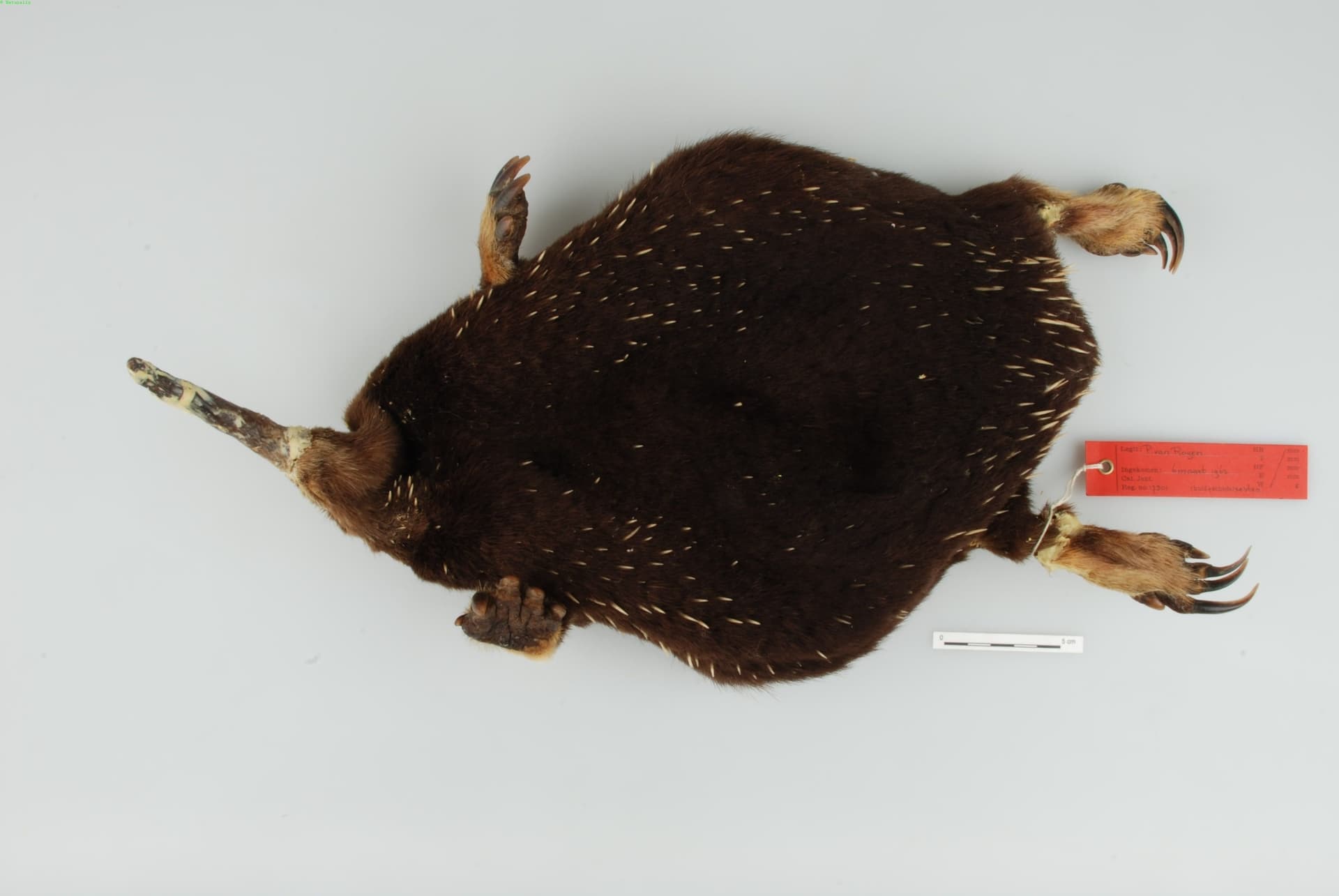 Museum specimen photograph: Attenborough's Long-beaked Echidna (Zaglossus attenboroughi)
