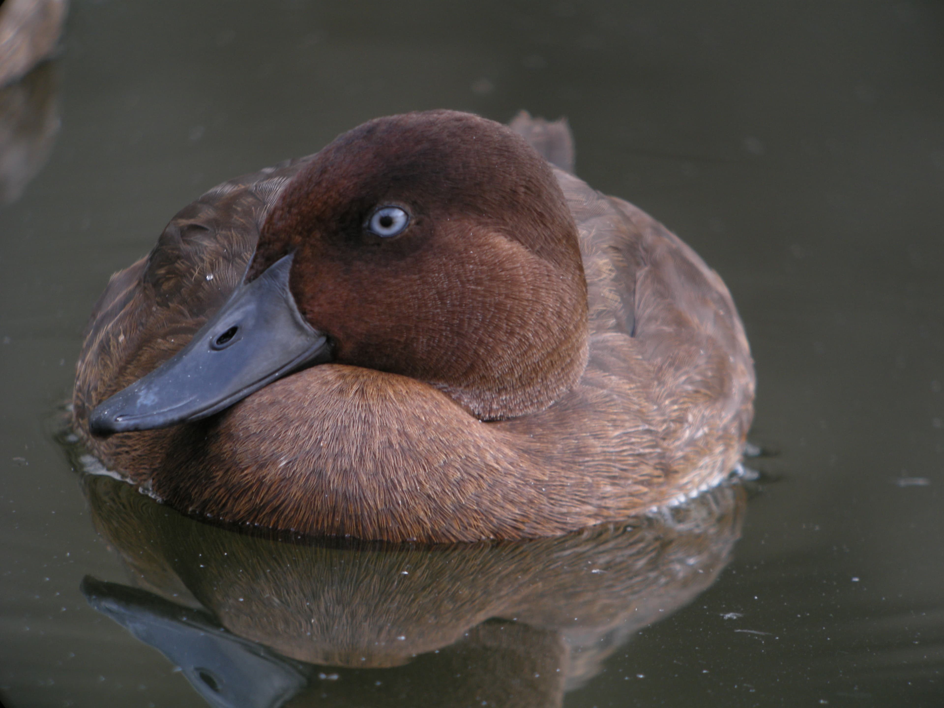 Photograph: Madagascar Pochard (Aythya innotata)