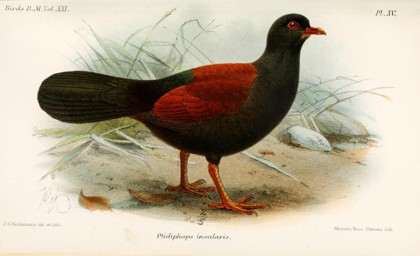 Lithograph: Black-naped Pheasant Pigeon (Otidiphaps insularis)