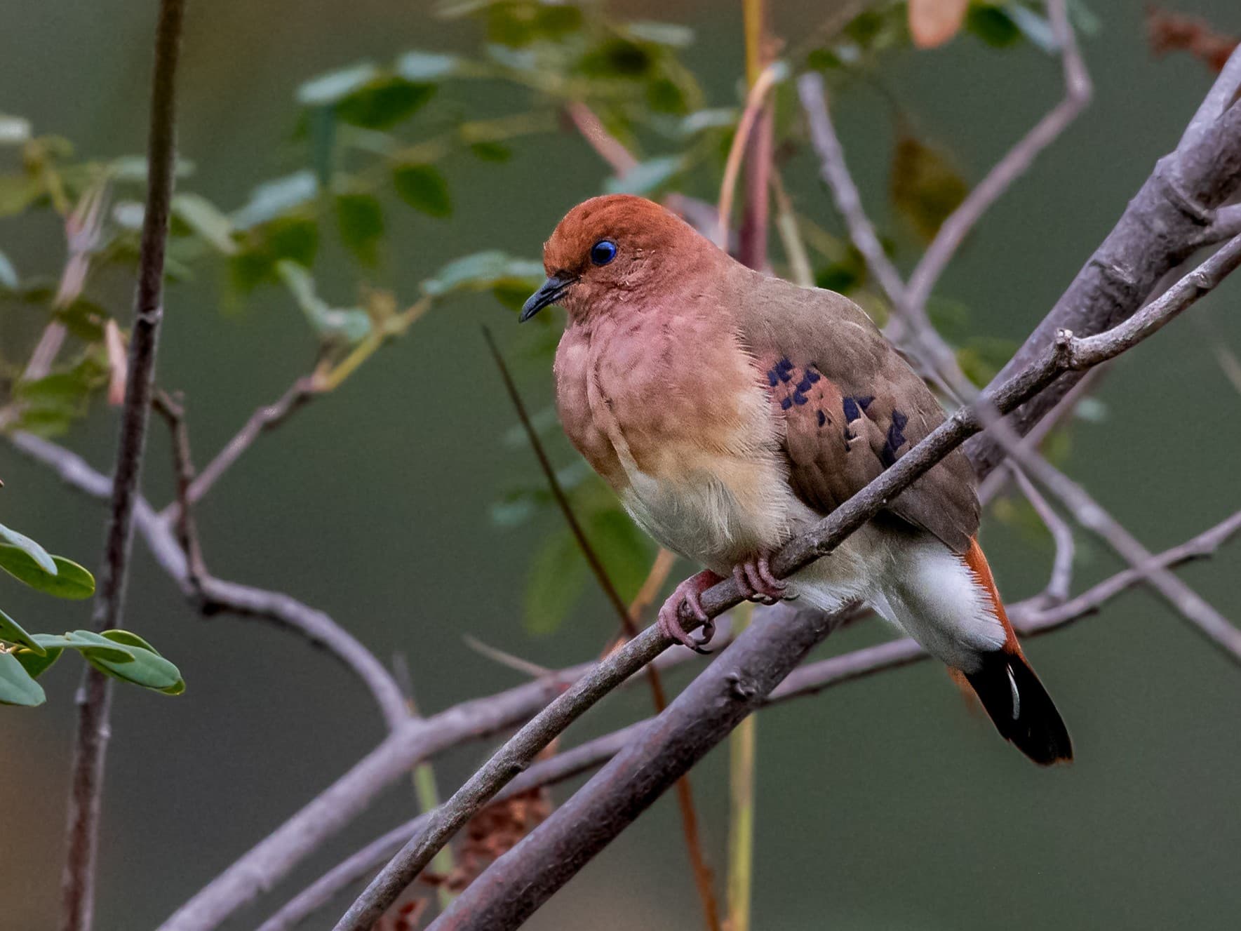 Photograph: Blue-eyed Ground Dove (Columbina cyanopis)