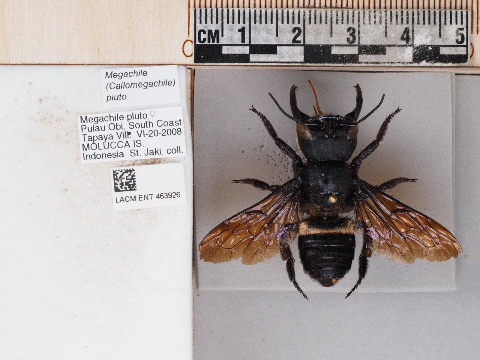 Museum specimen photograph: Wallace's Giant Bee (Megachile pluto)
