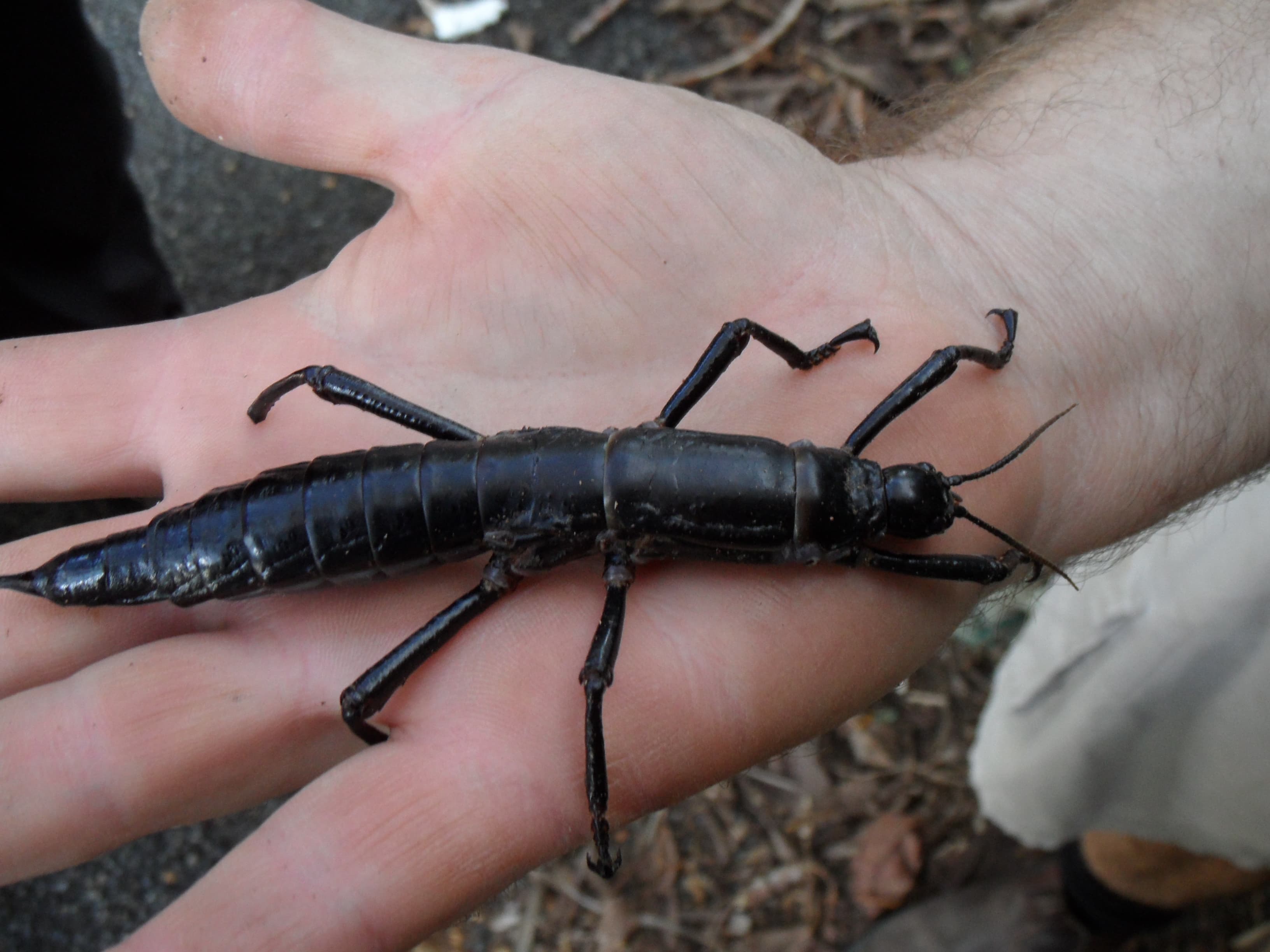 Photograph: Lord Howe Island Stick Insect (Dryococelus australis)